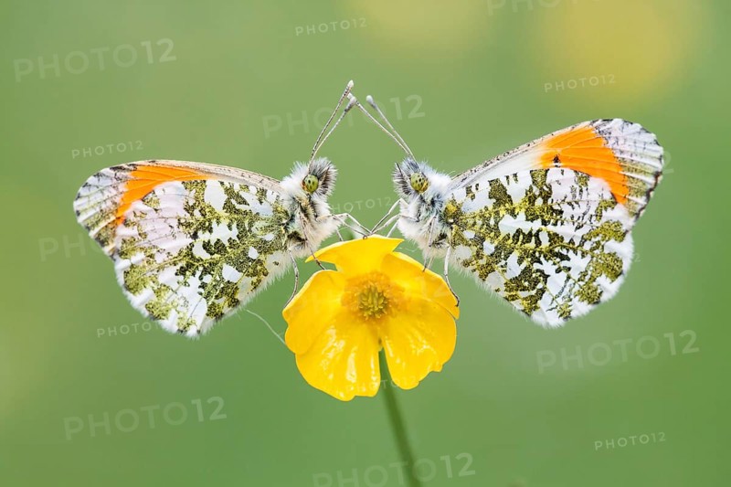 Two Orange Tip butterflies (Anthocharis cardamines)