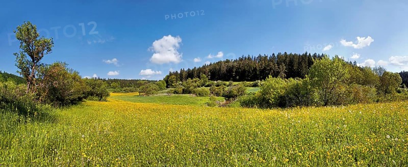 Flower meadow in Morsbachtal valley