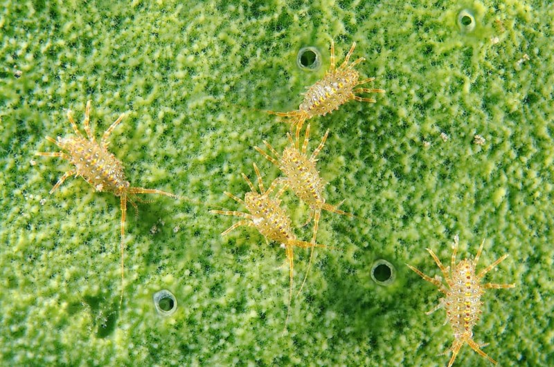Gammarid (Brandtia parasitica)