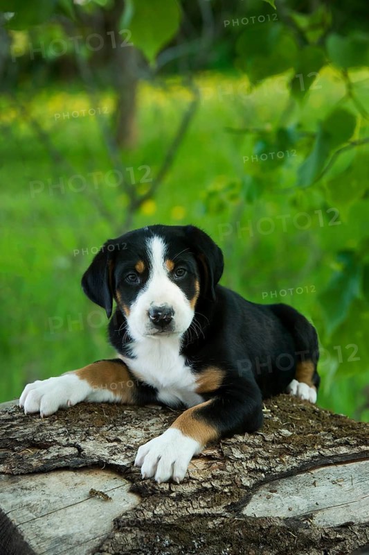 Greater Swiss Mountain Dog