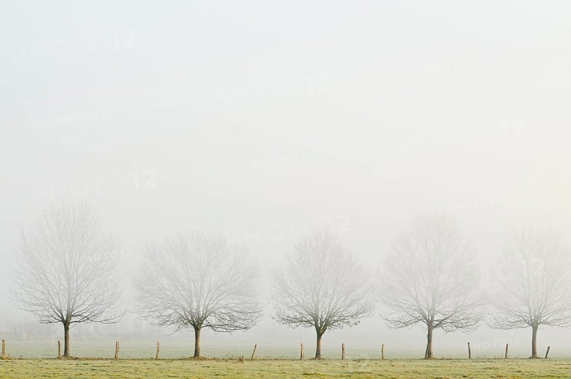 Bare row of trees in fog