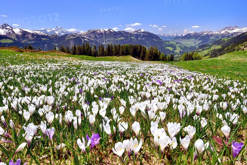 Flowering crocus meadow near Les Diablerets with views of the Dents du Midi