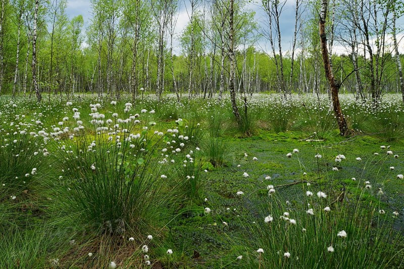 Forest of Downy Birch or White Birch (Betula pubescens)