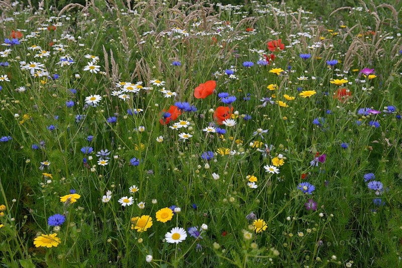 Flower meadow with Cornflowers (Centaurea cyanus)