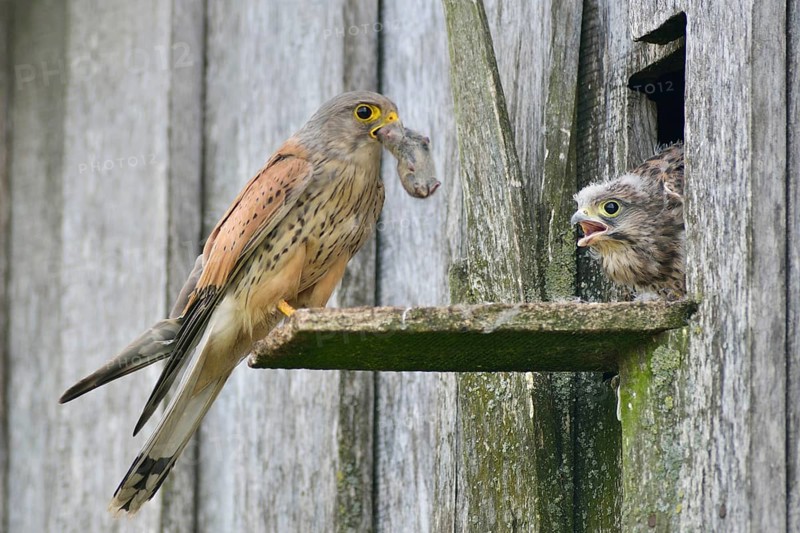 Common Kestrel (Falco tinnunculus) passes mouse to young birds