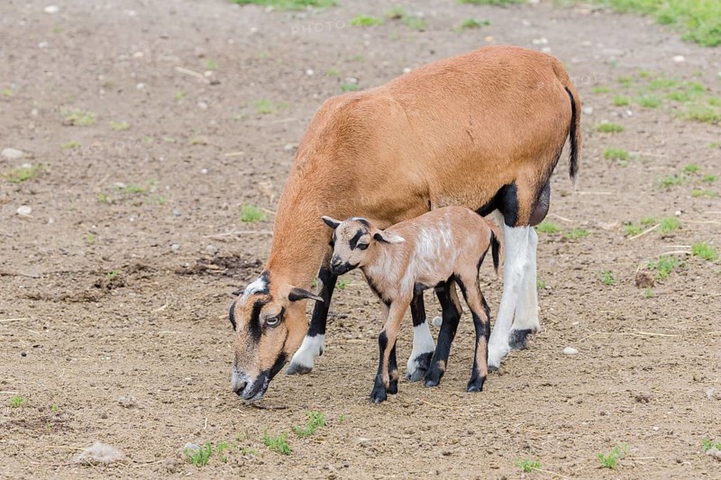 Cameroon Sheep