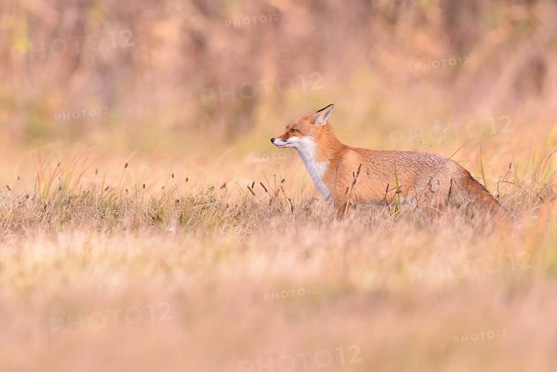 Red Fox (Vulpes vulpes) on a meadow in autumn