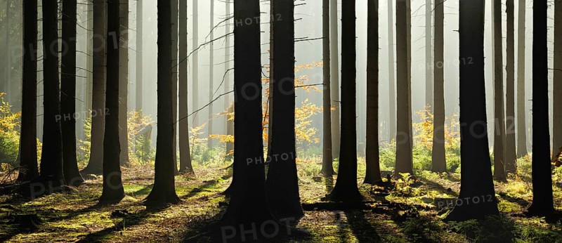 Light-flooded spruce forest with morning haze in autumn