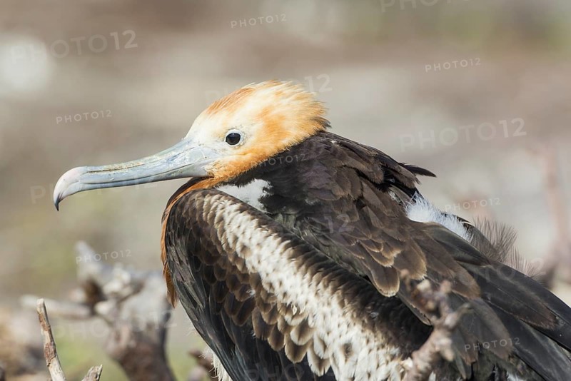 Young Great Frigatebird (Fregata minor)
