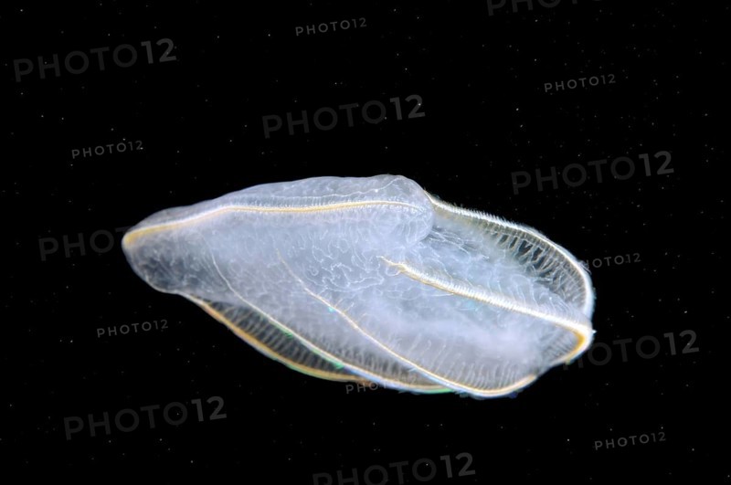 Comb Jelly (Beroe ovata)