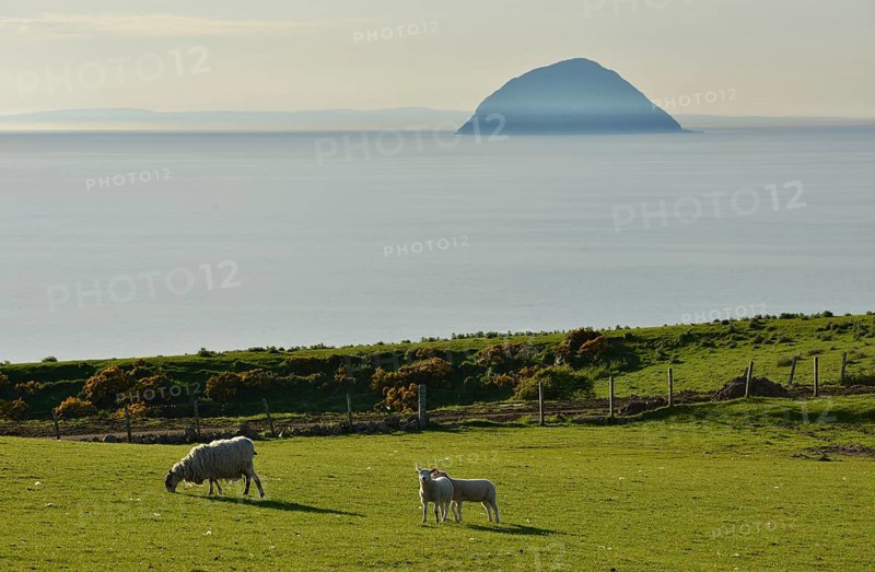 Sheep on a pasture in front of the island of Ailsa Craig