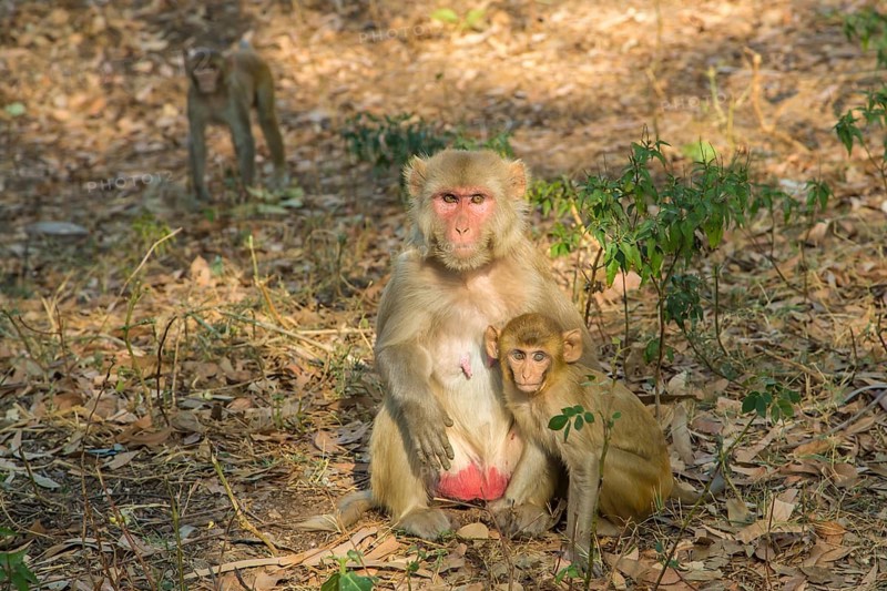 Rhesus macaque (Macaca mulatta) with young