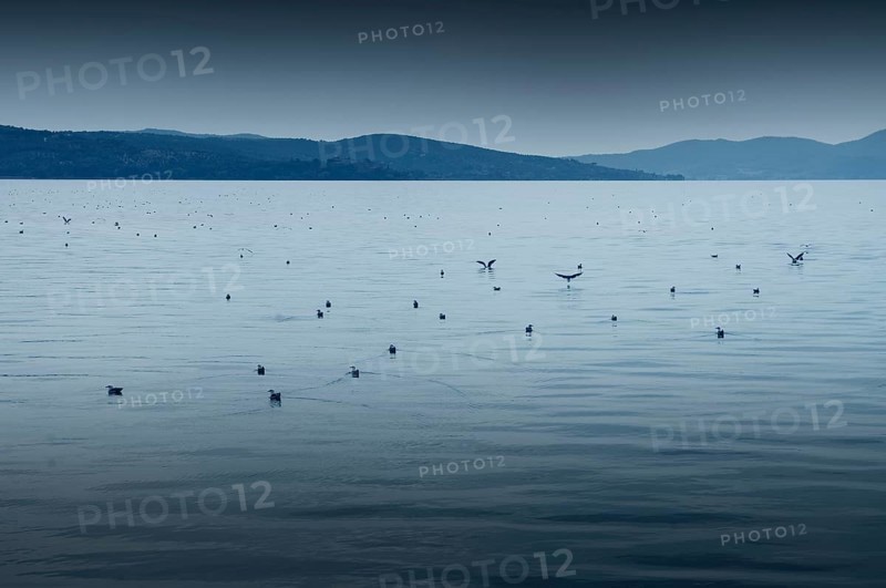 Lake Trasimeno or Lago Trasimeno with seagulls