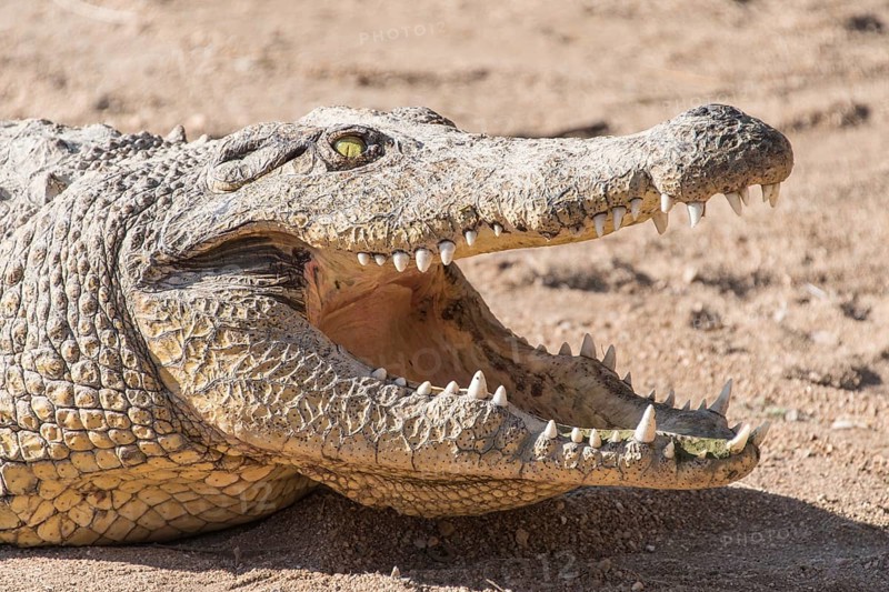 Nile Crocodile (Crocodylus niloticus)