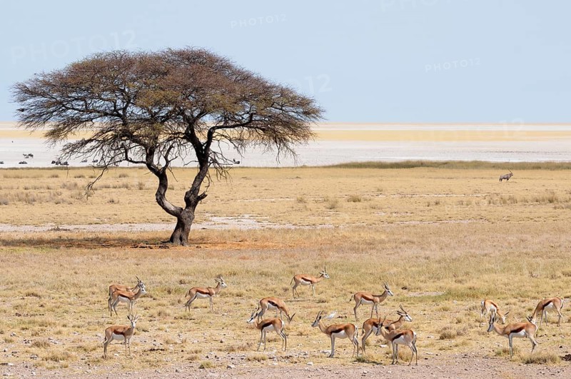 Springboks (Antidorcas marsupialis) at the Salvadora waterhole