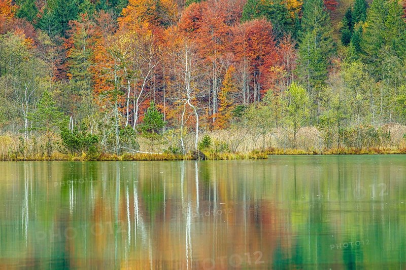 Autumn forest with its reflection in Almsee lake