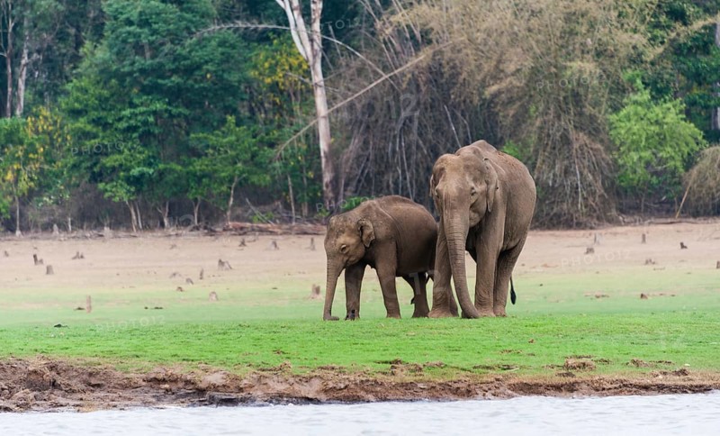 Asian elephant or Indian elephant (Elephas maximus)