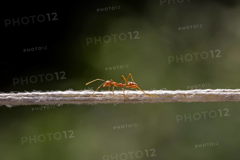 Weaver Ant (Oecophylla smaragdina) balancing on a string