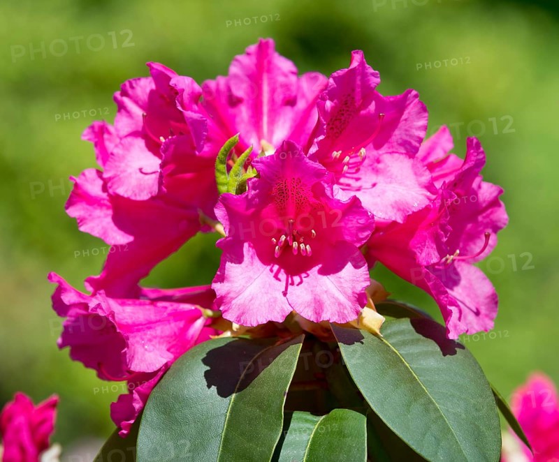 Williams Rhododendron (Rhododendron williamsianum)