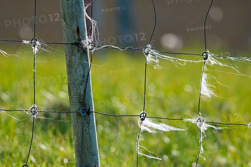 Sheep wool on fence