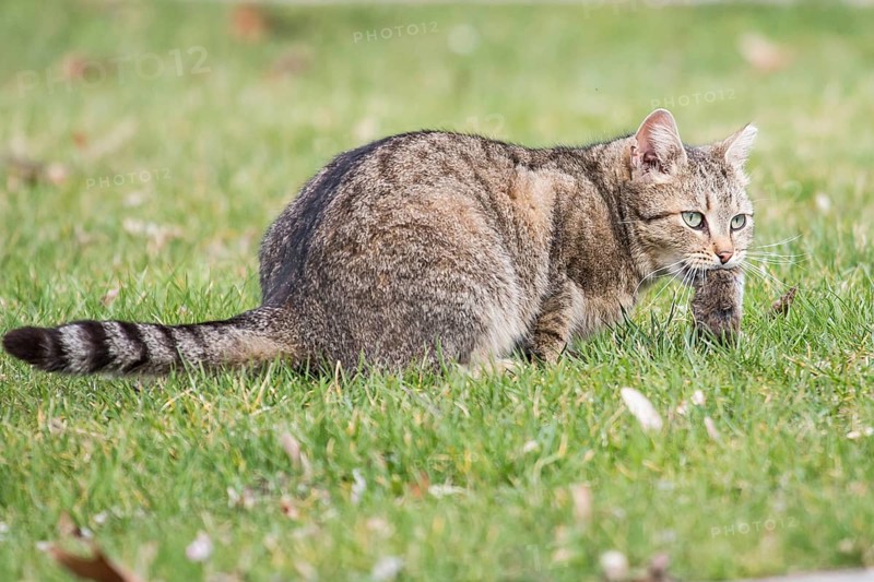 Domestic cat (Felis silvestris catus) with mouse prey