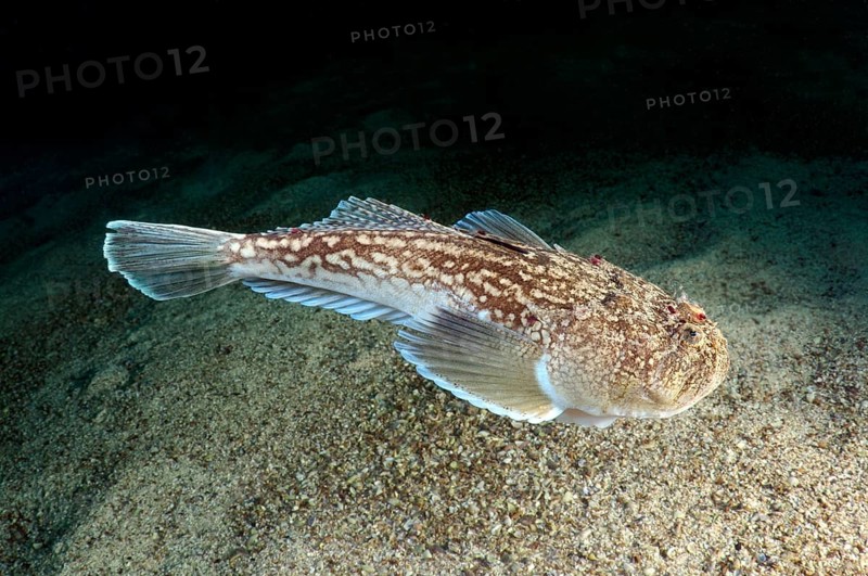Atlantic Stargazer (Uranoscopus scaber)