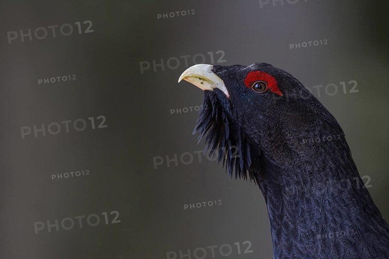 Capercaillie or Western Capercaillie (Tetrao urogallus)
