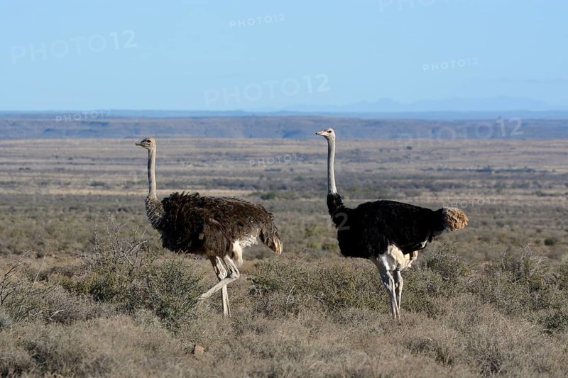 Ostrich or Common Ostrich (Struthio camelus)