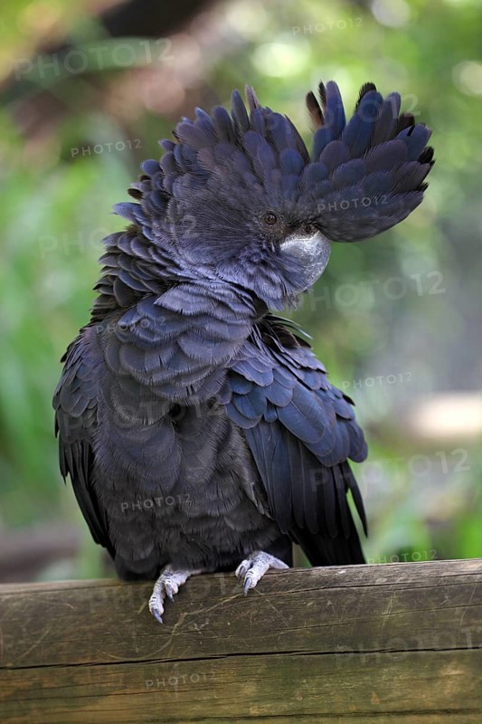 Red-tailed Black Cockatoo (Calyptorhynchus banksii)