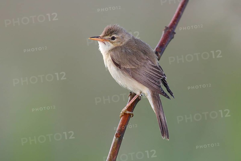 Marsh Warbler (Acrocephalus palustris) perched on a branch