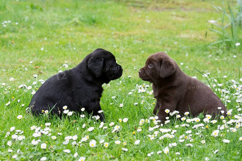 Two Labrador Retriever Puppies