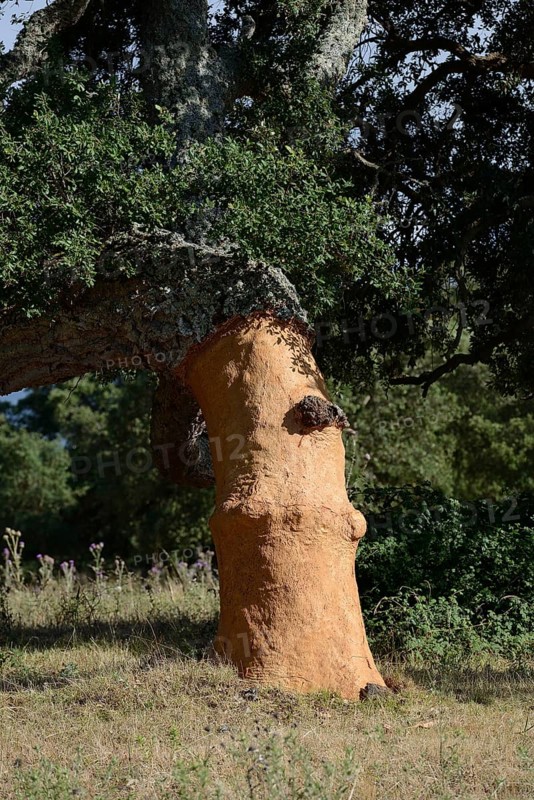 Freshly peeled Cork Oak (Quercus suber)