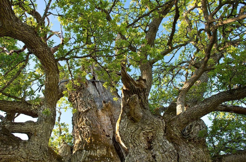 Rumskulla or Kvill Oak