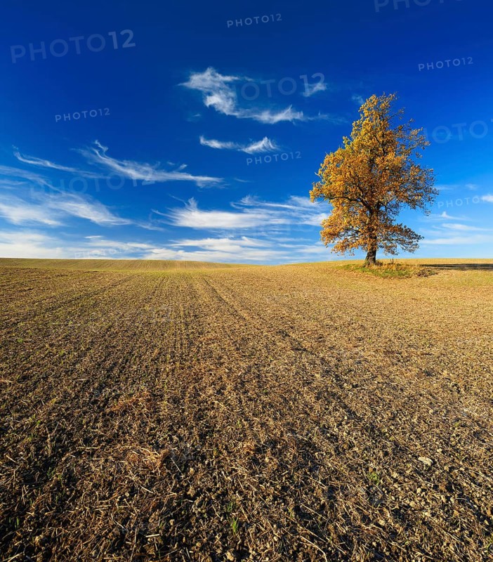 Ploughed and harrowed field with SolitarOak (Quercus) in autumn