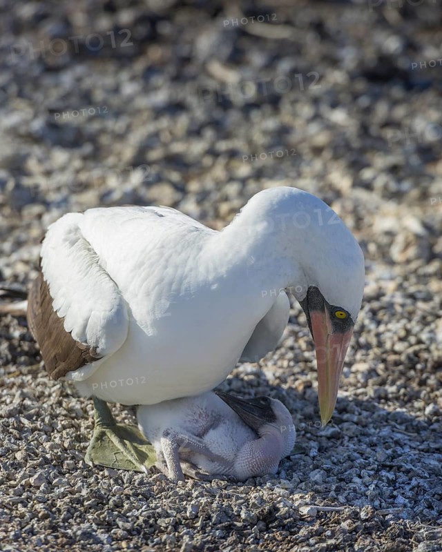 Nazca Booby (Sula granti) on a nest with a chick