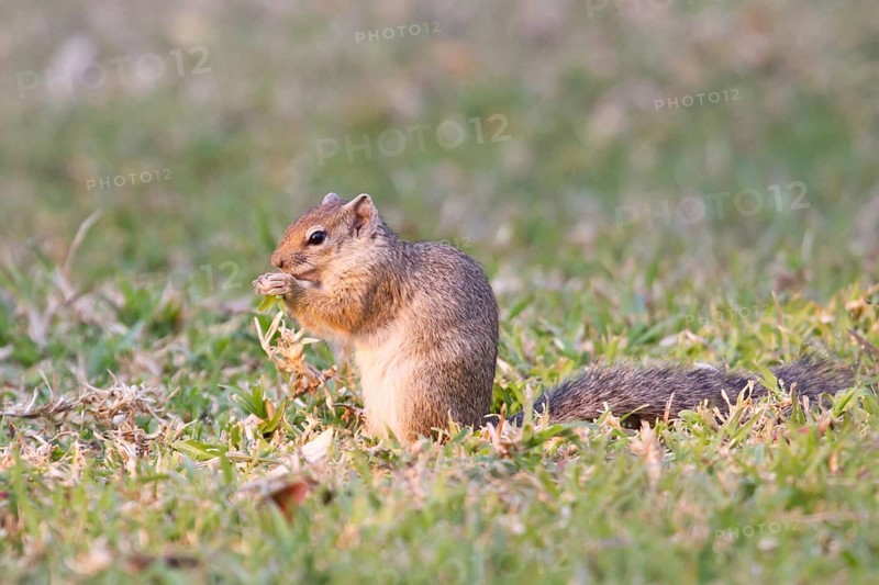 Smith's bush squirrel (Paraxerus cepapi)