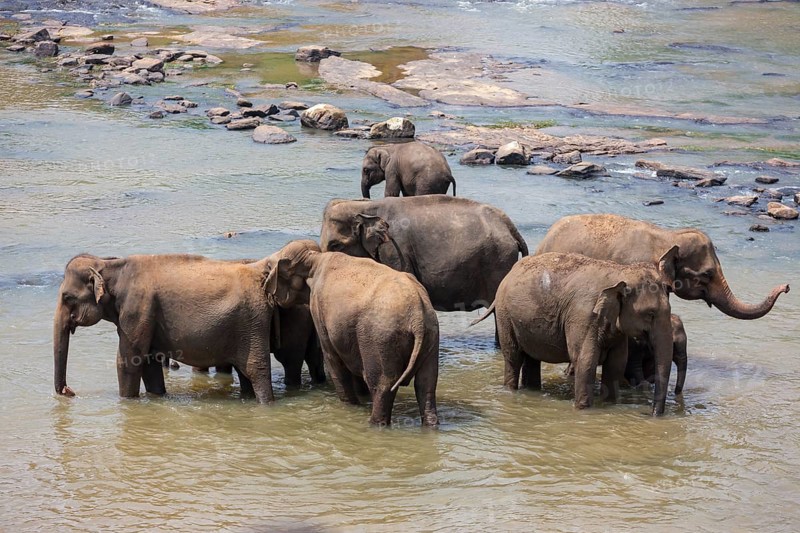 Herd of Asian elephants (Elephas maximus) from the Pinnawela Elephants Orphanage bathe in the Maha Oya river