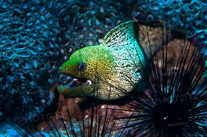 Undulated Moray (Gymnothorax undulatus)