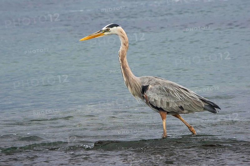 Great blue Heron (Ardea herodias)