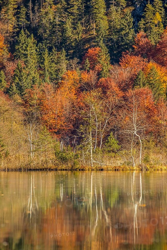 Autumn forest with its reflection in Almsee lake