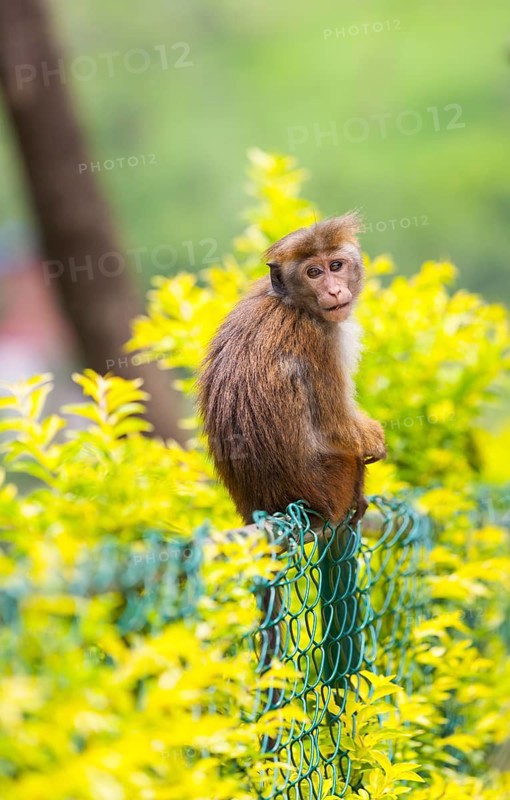 Toque Monkey or Toque Macaque (Macaca sinica) perched on a fence