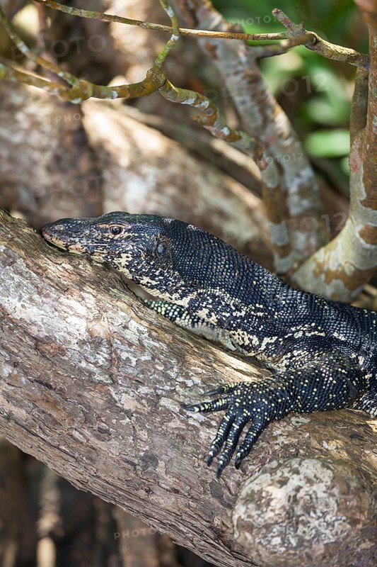 Water Monitor (Varanus salvator)