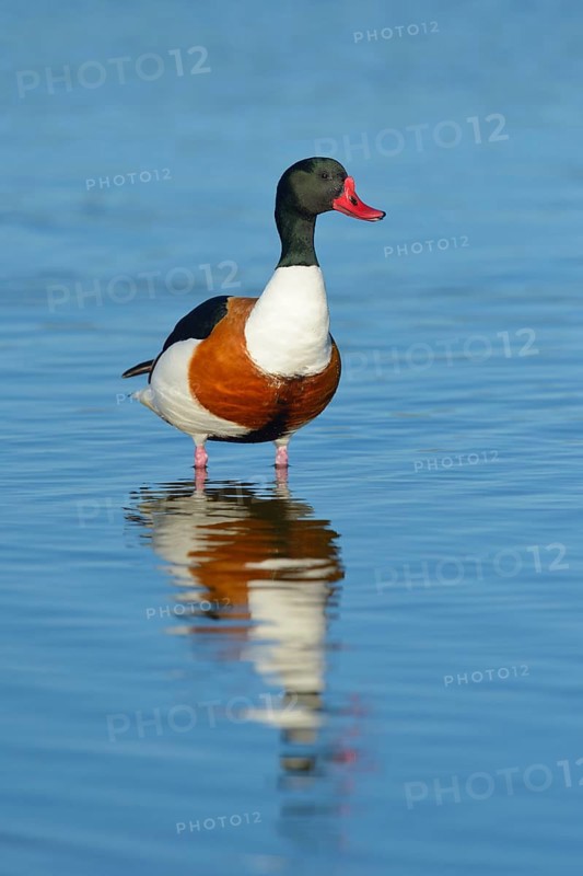 Shelduck (Tadorna Tadorna)