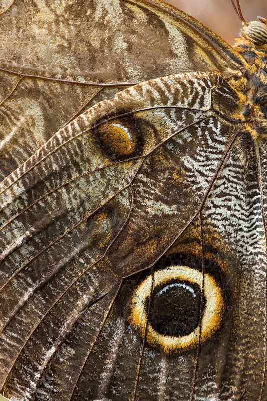 Yellow-edged Giant Owl (Caligo atreus)