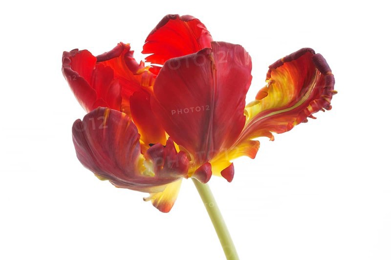 Parrot Tulip (Tulipa)