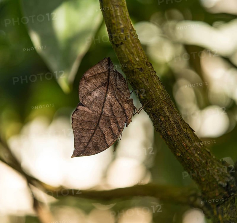 Indian Leafwing or Malayan Leafwing (Kallima paralekta)