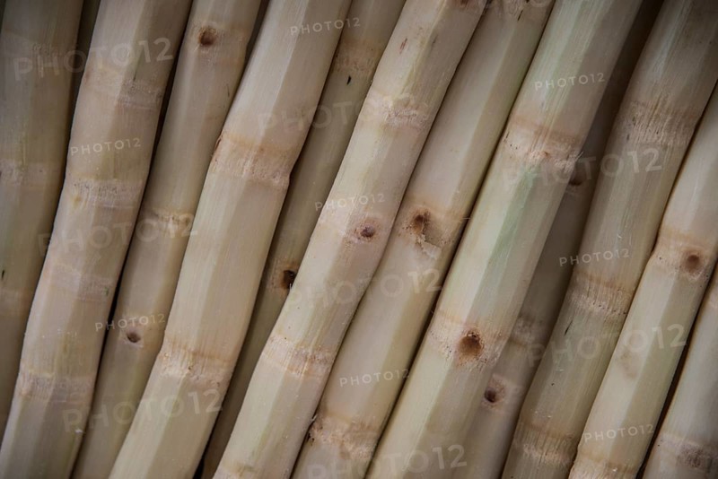 Peeled Bamboo stems at a market