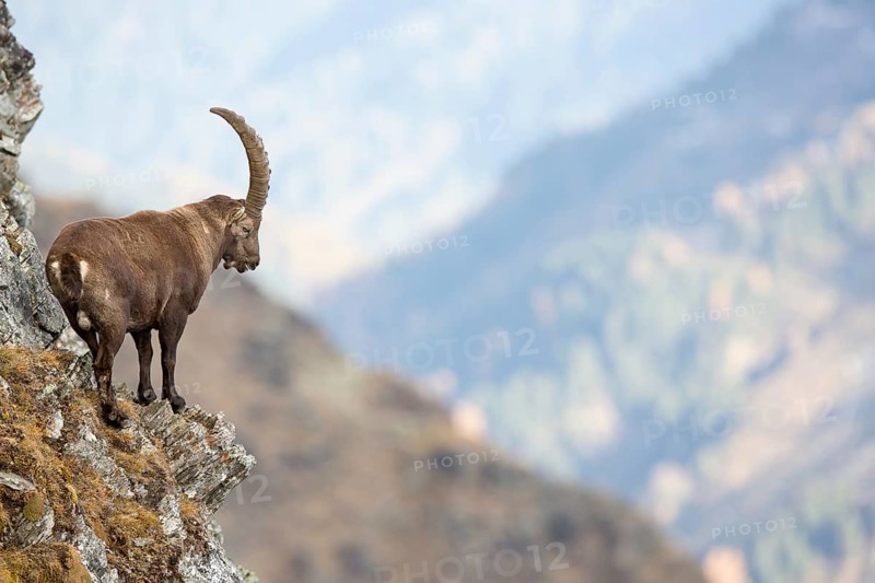 Alpine Ibex (Capra ibex)