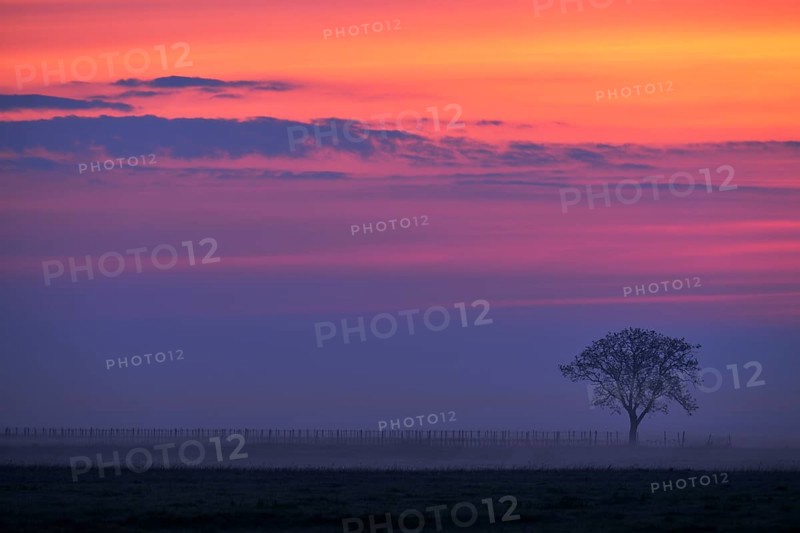 Tree in the fog