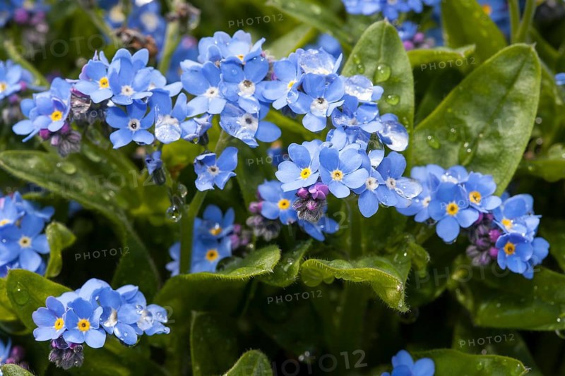 Wood forget-me-not (Myosotis sylvatica)